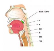 不容忽视的致命“咽喉痛”