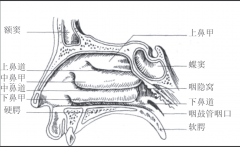 下鼻甲肥大的病因【重庆鼻科医院】